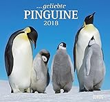 Geliebte Pinguine 2018 - DuMont Wandkalender - mit den wichtigsten Feiertagen - Format 38,0 x 35,5 cm by