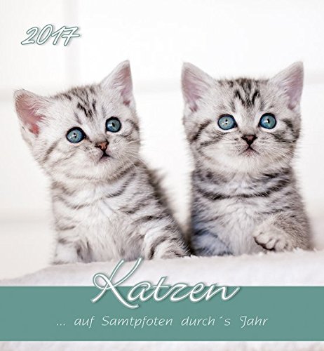 Preisvergleich Produktbild Katzen 2017 - Cats - Postkartenkalender (15 x 16)