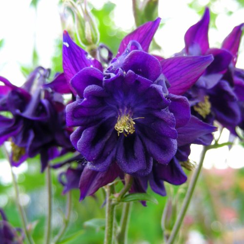 lichtnelke - Akelei vulgaris plena ' BLUE BARLOW ' / Aquilegia