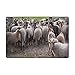 Produktbild cleaer Heide Schafe Drenthe Tiere Wildlife Aa En Hunze Fußmatte personalisierte Indoor Fußmatten Wohnzimmer Schlafzimmer Badezimmer Fußmatte 36 x 24 Zoll