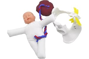 predolo Human Female Model Baby with Placenta Model for Teaching Students