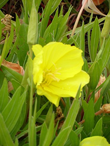 Oenothera missouriensis – Nachtkerze, 3 Pflanzen - 8