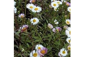 ARBORIX 6 x Erigeron Karvinskianus - Perenni Vaso 9cm x 9cm