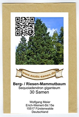 Berg-Mammutbaum – Bergmammutbaum – Sequoiadendron giganteum – 30 Samen - 4