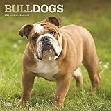 Bulldogs - Bulldoggen 2020 - 16-Monatskalender mit freier DogDays-App: Original BrownTrout-Kalender [Mehrsprachig] [Kalender] (Wall-Kalender) by 