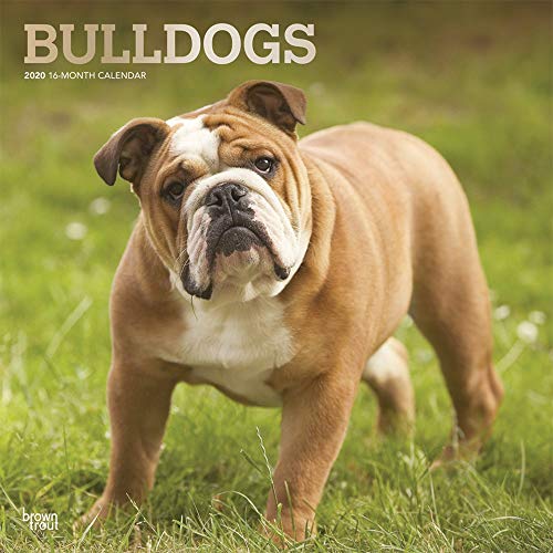 Bulldogs - Bulldoggen 2020 - 16-Monatskalender mit freier DogDays-App: Original BrownTrout-Kalender [Mehrsprachig] [Kalender] (Wall-Kalender)