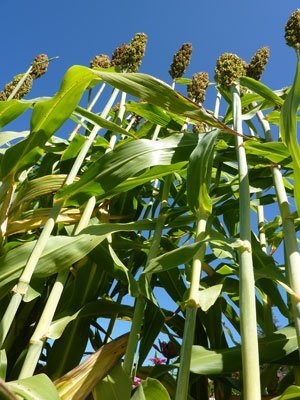 Oranges -Zuckerrohr- 100 Samen -Rox Orange Cane- by Samenchilishop