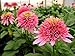 Produktbild SANHOC Samen-Paket: Echinacea purpurea: Delicious - Kegel-Blume, 3 s in 10,5cm sSEED