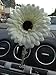 Price comparison product image Car Vase with White Gerbera Daisy: for any Car! (High quality-not suction-based)