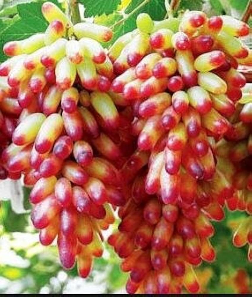 голден фингер виноград сорт. виноград сорта фигнер маникюр. сорт винограда фингер. сорт винограда маникюр фингер фото. виноград дамский пальчик.