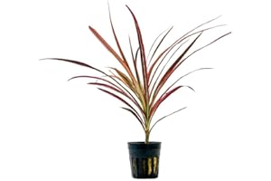 AquaOne Plante de terrarium Dracaena marginata rouge I Plantes de paludarium vivantes Forêt tropicale Plantes de terrarium entièrement enracinées Décoration de terrasse simple