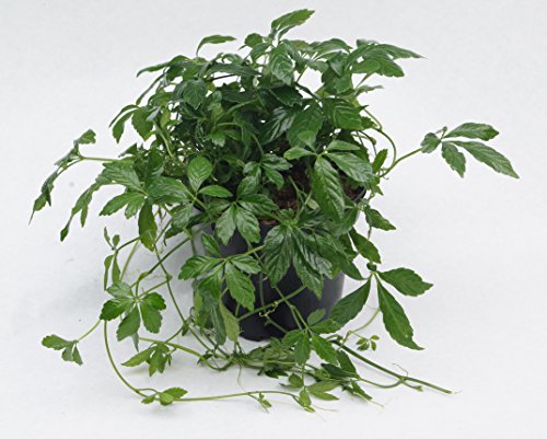 Kraut der Unsterblichkeit (Jiaogulan) 12cm Topf - 2