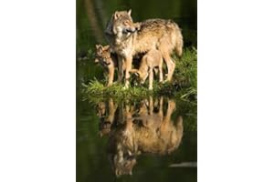 EDITION COLIBRI Loups - 3D-modern times carte postale "wOLF-famille sur la mer