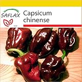 Picante de grado 10 - hasta 400000 en la escala de Scoville - ese picor es difícilmente superable