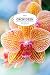 Produktbild Mein Orchideen Notizbuch: Notizbuch für Liebhaber von Orchideen | 6x9 Zoll Format (ca. 15x23 cm) | Liniert | 120 Seiten  | Soft Cover