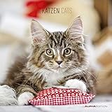 Katzen 2019 - Cats - Broschürenkalender (30 x 60 geöffnet) - Tierkalender - Wandplaner by 