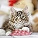 Katzen 2019 - Cats - Broschürenkalender (30 x 60 geöffnet) - Tierkalender - Wandplaner by 