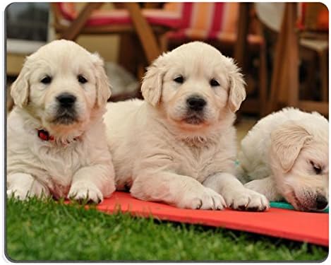 Liili Mouse Pad Natural Rubber Mousepad Three restin golden retriever puppies on garden IMAGE ID 9611578