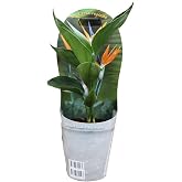 Bird of Paradise (Strelitzia Reginae) Natural Outdoor Plant with Exotic Flowers
