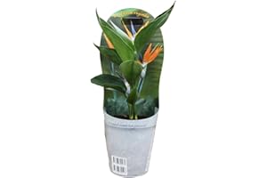 DECOALIVE Ave del Paraíso (Strelitzia Reginae) Natural Planta de Exterior con Flores Exóticas