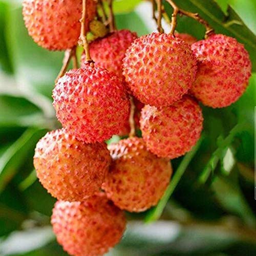 good01 20Pcs Litchi Seeds | Liquique Lychee Fruit Seeds Planting at Garden Potted Bonsai Rare Fruit Tree Plants Litchi Seeds