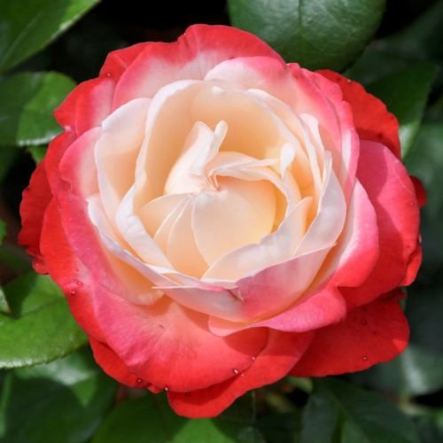 Edelrose „Nostalgie®“ - cremeweiß bis kirschrot blühende, duftende Topfrose im 6 L Topf - frisch aus der Gärtnerei - Pflanzen-Kölle Gartenrose