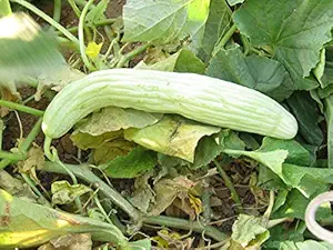 Creative Farmer Vegetable Seeds Cuccumber Thin Selected Seeds - Long Melon ?Seeds Seeds Winter Season Home Garden Seeds