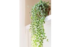 THOMPSON & MORGAN Peperomia prostrata 'String of Turtles' - Tender Perennial - Trailing Houseplant with Cascading Red Stems - Easy to Care - 9cm Potted Plant by Thompson and Morgan (1x 9cm)