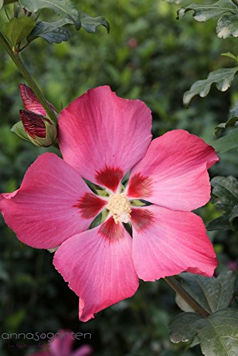 Garten-Eibisch / Hibiskus `Woodbridge´ Größe 6-L-Topf, 60-70 cm Pflanzenhöhe
