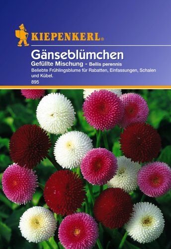 Sperli Blumensamen Gänseblümchen gefüllte Mischung, grün