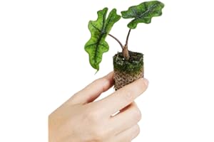 PLNTS - Baby Alocasia Jacklyn - Zimmerpflanze - Zimmerpflanzen, Pflanzen Echt, Nachhaltige Verpackung - 3cm Stecklinge - Höhe 10cm - Direkt von der Gärtnerei