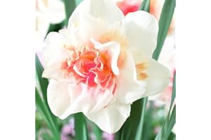 COOTO 5x Bulbos de Narcisos Flores primavera Narciso planta Bulbo de flores Narciso Replete