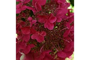 GARDENEXPERT Hydrangea paniculata 'Wim's Red' 15cm Pot Size