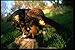 Produktbild 008032 Harris Hawk Eating Rabbit A4 Photo Poster Print 10x8