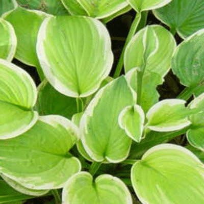 Hosta 'Shade Fanfare' 15cm Pot Size