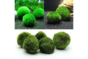 YUTALOW 5pz Palle di Muschio di Marimo,Palle di Gioco dal Vivo Biologico, Naturale, Luminoso,Verde, a Bassa Manutenzione,Impianto Acquatico Vivo,Creare Un Ambiente Sano-Eco-Friendly Muschio Palle
