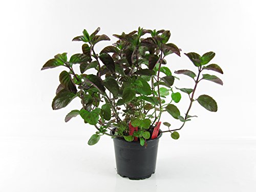 Mandarinenminze (Mentha x piperita), Mandarinen Minze, Kräuter Pflanze