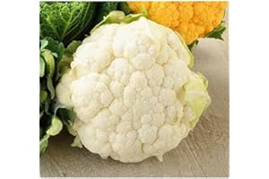 Sachet de graines de Chou fleur nain extra hâtif boule de neige - 1 g - LES GRAINES BOCQUET