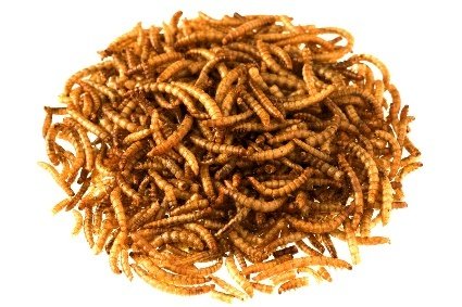 Mehlwürmer getrocknet 1,0 kg netto - ideal als z. B. Vogelfutter oder Hühnerfutter - Proteinfutter in Spitzenqualität zum kleinen Preis!