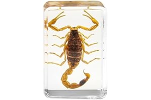 Hiessgozy Pietra insetto naturale scorpioni inclusione ambra campione decorativo regalo matrimonio Cfraft viaggio fermacarte O9O2 partito resina