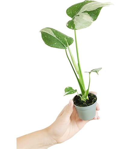 ikea monstera deliciosa Monstera Deliciosa