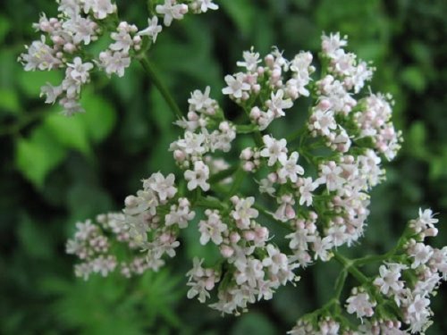 Baldrian - Valeriana officinalis - 50 Samen