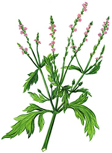Premium Verbene – Echtes Eisenkraut 100g – 100% sortenreines Premium-Produkt, naturbelassen und ohne Zusätze. (Ysop, Verbena officinalis, Verbene, Verbena) - 2