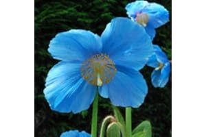 Viridis Hortus - Meconopsis Baileyi Shades of Blue - 50 Perennial Flowers Seeds