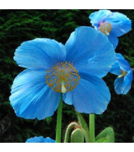10 Violet Himalayan Poppy (Meconopsis Betonicifolia) Seeds - Rare Blue/Purple Flower Seeds