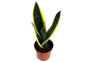 Mini Planta Sansevieria DECOALIVE Planta de Interior Natural