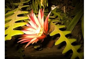 SVI Epiphyllum Anguliger Fishbone Succulent Zig Zag Cactus Hanging Plant Rare Seeds