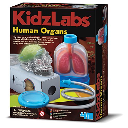 Preisvergleich Produktbild 4M 68482 - KidzLabs, Human Organs
