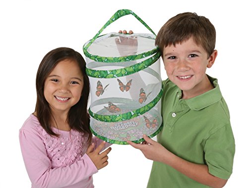 Insect Lore Butterfly Garden