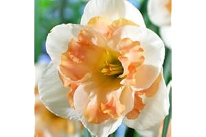 COOTO 5x Narcisos Flores de jardin Bulbos de Flores primavera Bulbos Narcisos Pink Wonder